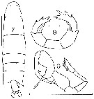 Espce Labidocera cervi - Planche 5 de figures morphologiques