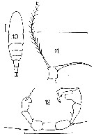 Espce Acartia (Acartiura) ensifera - Planche 5 de figures morphologiques