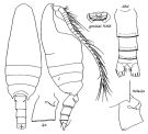 Espce Pseudeuchaeta arctica - Planche 1 de figures morphologiques