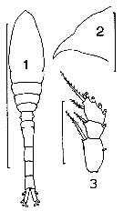 Espce Oithona atlantica - Planche 8 de figures morphologiques