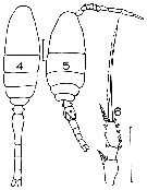 Espce Oithona similis-Group - Planche 9 de figures morphologiques