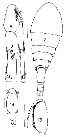 Espce Triconia conifera - Planche 13 de figures morphologiques