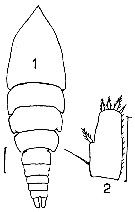 Espce Euterpina acutifrons - Planche 7 de figures morphologiques