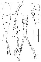 Espce Mormonilla phasma - Planche 4 de figures morphologiques