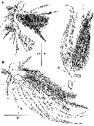 Espce Mormonilla phasma - Planche 5 de figures morphologiques