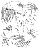 Espce Pseudeuchaeta arctica - Planche 2 de figures morphologiques