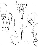 Espce Corycaeus (Corycaeus) speciosus - Planche 15 de figures morphologiques