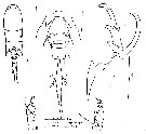 Espce Corycaeus (Corycaeus) clausi - Planche 6 de figures morphologiques