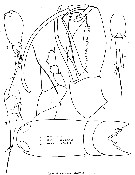 Espce Corycaeus (Corycaeus) clausi - Planche 7 de figures morphologiques