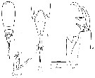 Espce Corycaeus (Agetus) limbatus - Planche 13 de figures morphologiques