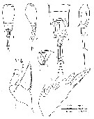 Espce Corycaeus (Agetus) limbatus - Planche 14 de figures morphologiques