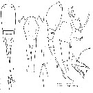 Espce Corycaeus (Urocorycaeus) lautus - Planche 11 de figures morphologiques