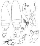 Espce Pseudeuchaeta arctica - Planche 3 de figures morphologiques