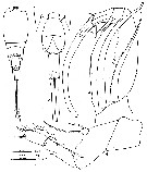 Espce Corycaeus (Urocorycaeus) lautus - Planche 12 de figures morphologiques