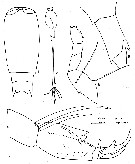 Espce Corycaeus (Urocorycaeus) furcifer - Planche 15 de figures morphologiques