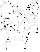 Espce Corycaeus (Onychocorycaeus) pacificus - Planche 10 de figures morphologiques
