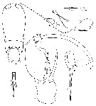 Espce Corycaeus (Onychocorycaeus) pacificus - Planche 11 de figures morphologiques