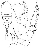 Species Corycaeus (Onychocorycaeus) giesbrechti - Plate 14 of morphological figures
