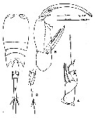 Espce Corycaeus (Onychocorycaeus) giesbrechti - Planche 15 de figures morphologiques