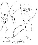 Espce Corycaeus (Ditrichocorycaeus) subulatus - Planche 2 de figures morphologiques