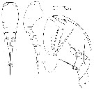 Espce Corycaeus (Ditrichocorycaeus) subulatus - Planche 3 de figures morphologiques