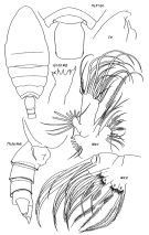 Espce Pseudeuchaeta brevicauda - Planche 3 de figures morphologiques