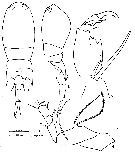 Espce Corycaeus (Ditrichocorycaeus) amazonicus - Planche 8 de figures morphologiques
