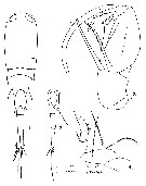 Espce Corycaeus (Ditrichocorycaeus) amazonicus - Planche 9 de figures morphologiques