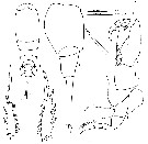 Espce Corycaeus (Ditrichocorycaeus) anglicus - Planche 9 de figures morphologiques