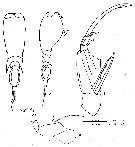 Espce Corycaeus (Ditrichocorycaeus) anglicus - Planche 10 de figures morphologiques