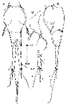 Espce Corycaeus (Ditrichocorycaeus) minimus - Planche 7 de figures morphologiques