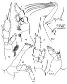 Espce Pseudeuchaeta brevicauda - Planche 4 de figures morphologiques