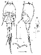 Espce Corycaeus (Ditrichocorycaeus) minimus - Planche 13 de figures morphologiques