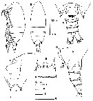 Species Neoscolecithrix ornata - Plate 1 of morphological figures