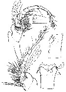 Espce Speleophria mestrovi - Planche 2 de figures morphologiques