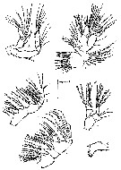 Espce Speleophria mestrovi - Planche 3 de figures morphologiques