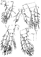Espce Speleophria mestrovi - Planche 4 de figures morphologiques