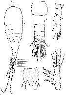 Espce Speleophria mestrovi - Planche 5 de figures morphologiques