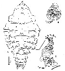 Espce Megacalanus princeps - Planche 8 de figures morphologiques