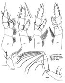 Espce Pseudeuchaeta spinata - Planche 2 de figures morphologiques