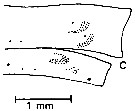 Species Euaugaptilus gibbus - Plate 6 of morphological figures