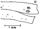 Espce Centraugaptilus rattrayi - Planche 6 de figures morphologiques
