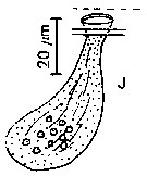Espce Metridia princeps - Planche 17 de figures morphologiques