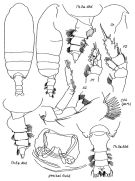 Espce Pseudochirella accepta - Planche 1 de figures morphologiques