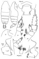 Espce Pseudochirella bowmani - Planche 1 de figures morphologiques