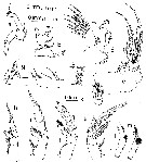 Espce Xanthocalanus harpagatus - Planche 2 de figures morphologiques