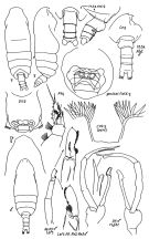 Espce Pseudochirella batillipa - Planche 3 de figures morphologiques