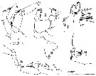 Espce Stephos angulatus - Planche 3 de figures morphologiques