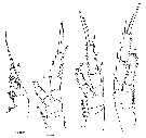 Espce Stephos angulatus - Planche 4 de figures morphologiques