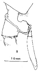 Espce Paraeuchaeta erebi - Planche 4 de figures morphologiques